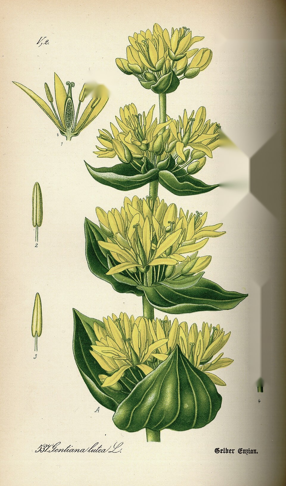 Planche botanique ancienne : La gentiane jaune