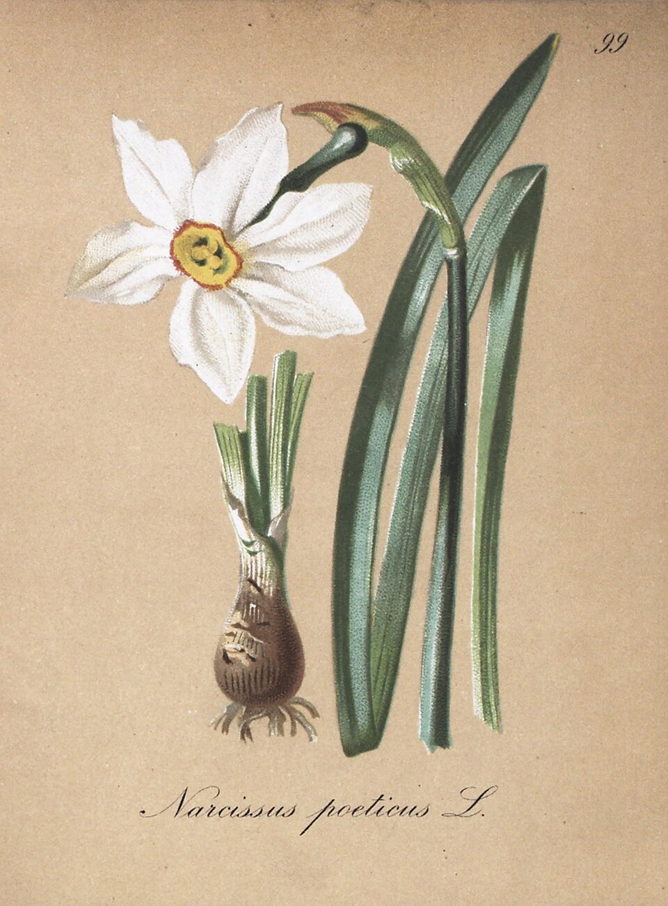 Planche botanique ancienne : Le narcisse des poètes