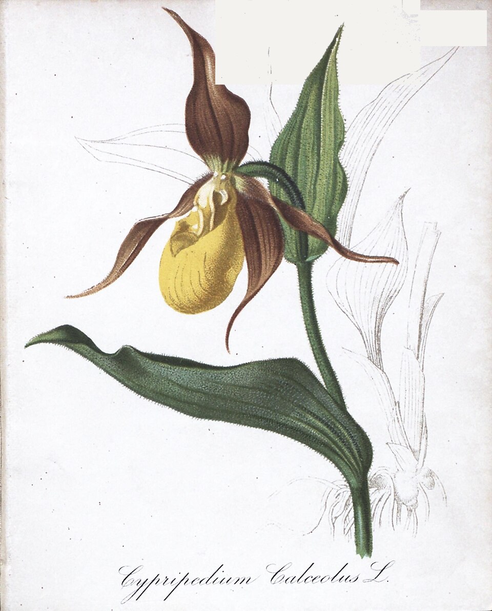 Planche botanique ancienne : Le sabot de Vénus